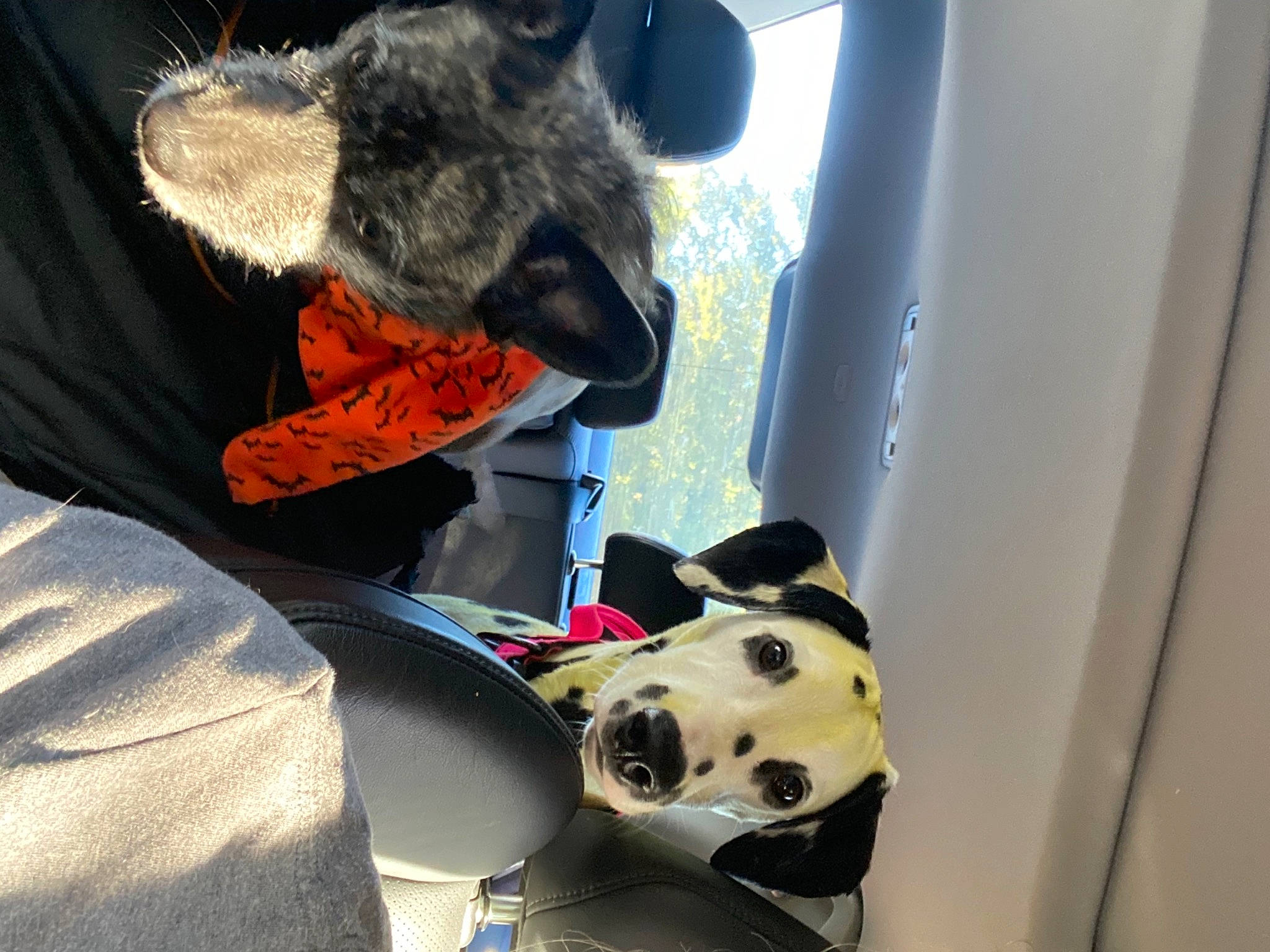 Valkyrie is registered to the contest to win money with this photo: canidae, carnivore, dalmatian, dog, dog_breed, ear, fawn, fur, non_sporting_group, puppy, snout