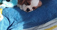 Bambi participe au concours pour gagner de l'argent avec cette photo : animal, blanket, blue_blanket, car_interior, cavalier_king_charles_spaniel, colorful, comfort, cozy, cute, dog, indoor, lying_down, pet, plush_toy, puppy, resting, sleepy, small_dog, soft_toy, sunlight