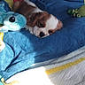 animal, blanket, blue_blanket, car_interior, cavalier_king_charles_spaniel, colorful, comfort, cozy, cute, dog, indoor, lying_down, pet, plush_toy, puppy, resting, sleepy, small_dog, soft_toy, sunlight