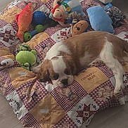 Bambi participe au concours pour gagner de l'argent avec cette photo : animal, bear_toy, brown_and_white, cozy, cute, dog, floor, home, indoor, orange_fish_toy, pet, plush_toys, puppy, quilt, relaxing, resting, sleepy, soft_lighting, toy_collection, wooden_floor