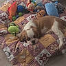 animal, bear_toy, brown_and_white, cozy, cute, dog, floor, home, indoor, orange_fish_toy, pet, plush_toys, puppy, quilt, relaxing, resting, sleepy, soft_lighting, toy_collection, wooden_floor
