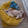 Bambi participe au concours pour gagner de l'argent avec cette photo : animal, bed, brown_fur, canine, cozy, cute, dog, floor, home, indoor, pet, plush_toy, puppy, relaxed, resting, sleeping, small_dog, soft_toys, white_fur, yellow_blanket