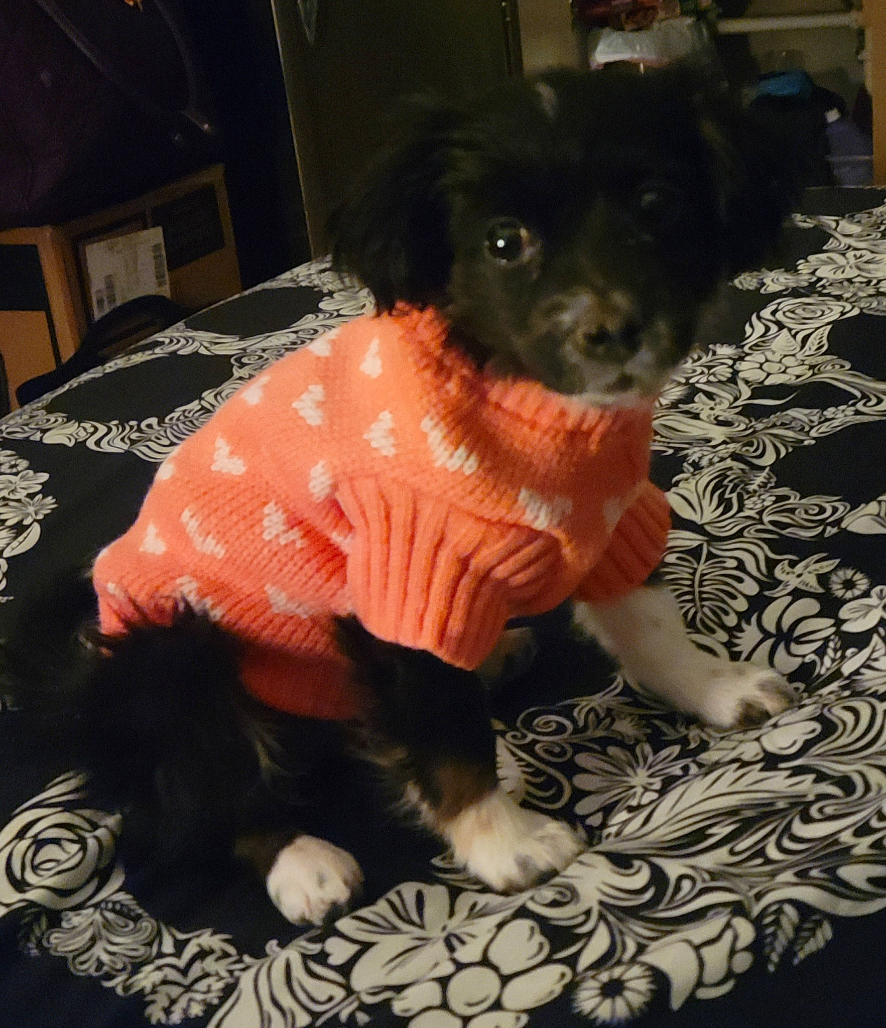 Molly