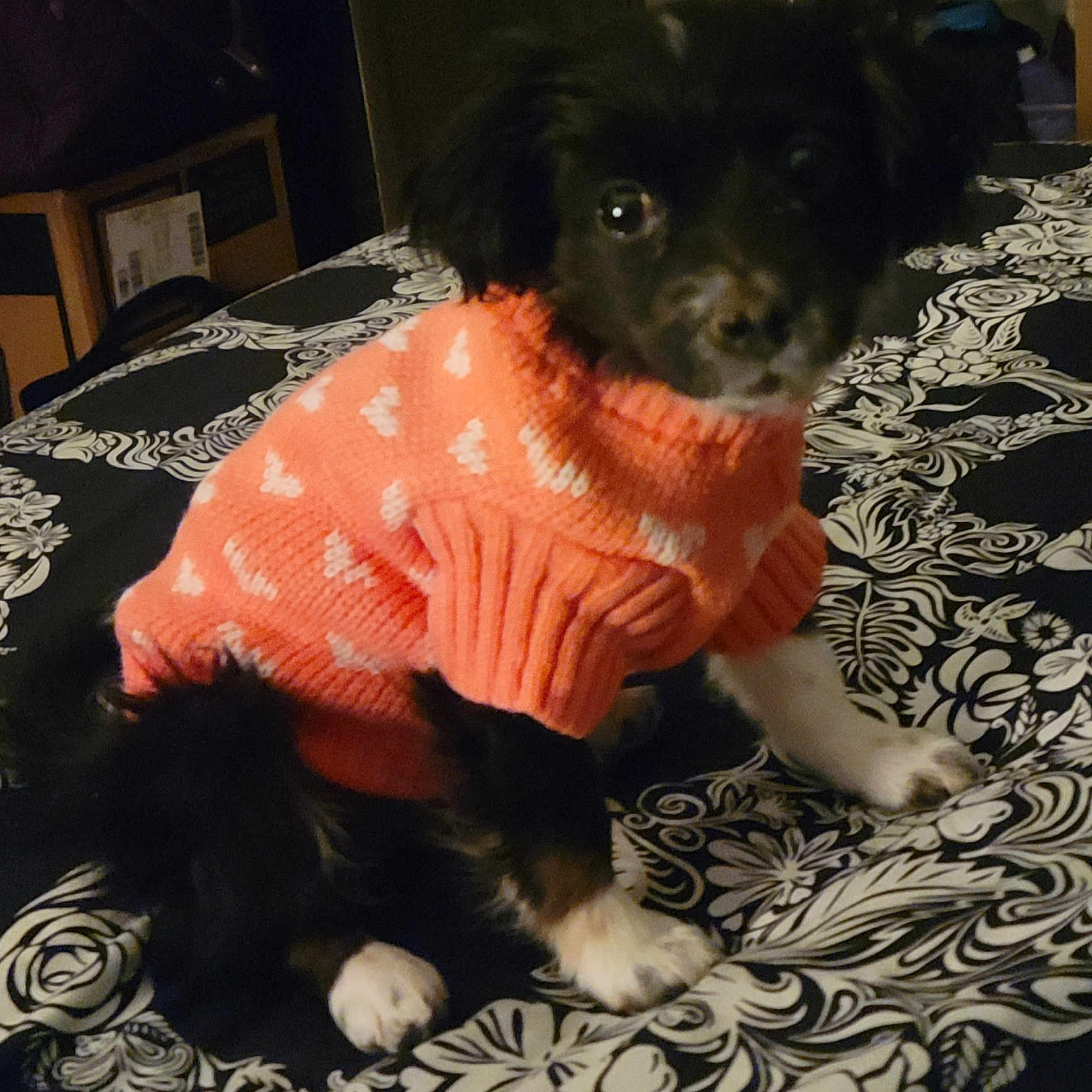 Molly