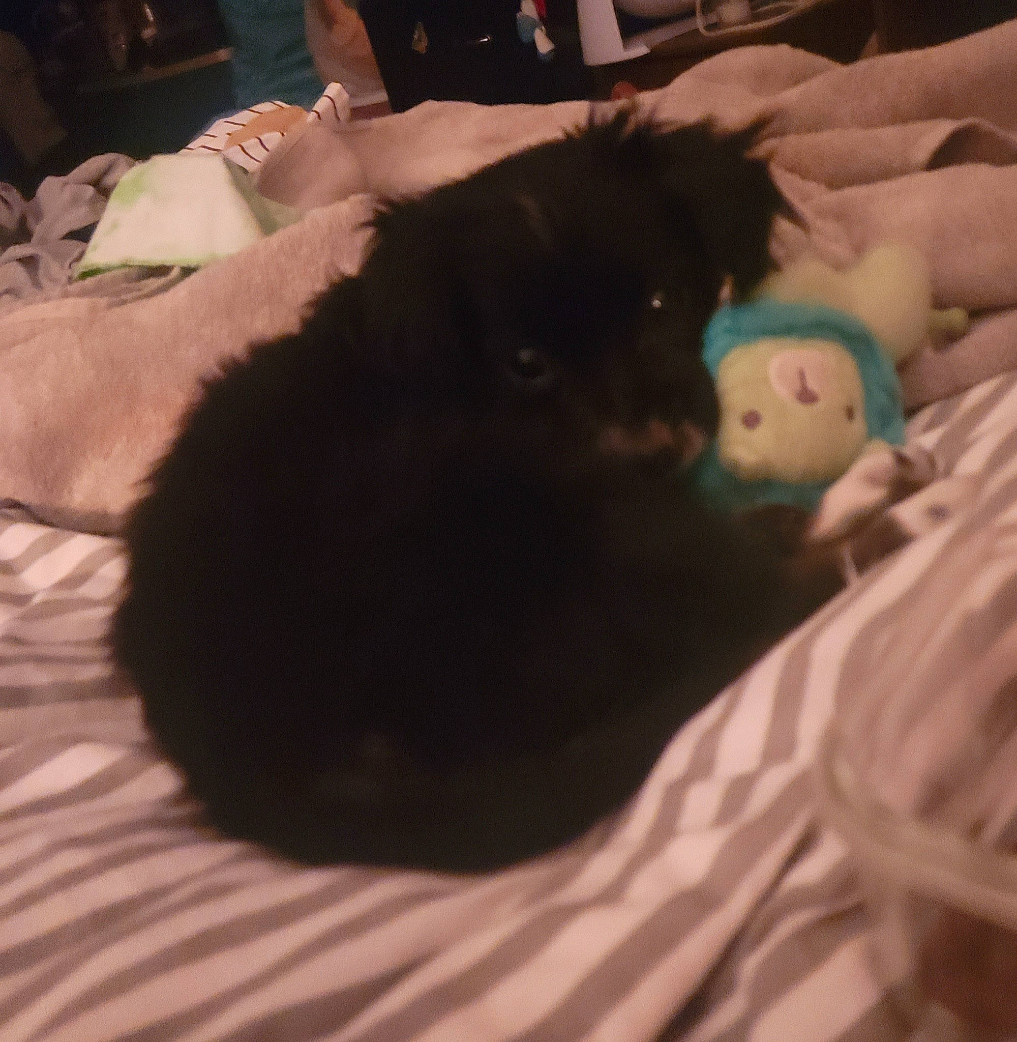 Molly joined the competition — help win amazing prizes! bed, bedding, black_cat, canidae, carnivore, cat, cloud, comfort, companion_dog, dog_breed, felidae, fur, linens, room, small_to_medium_sized_cats, snout, sporting_group, tail, textile, whiskers