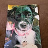 dog, printed_photo, pink_collar, black_and_white, small_dog, worn_photo, torn_edge, brown_background, pet_tag, close_up, portrait, animal, indoor, paper, scratched, damaged_photo, folded, domestic_animal, cute, lying_down