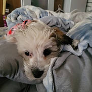 Molly Two joined the competition — help win amazing prizes! animal, bed, blanket, brown, closeup, comfort, cozy, cute, dog, face, fur, indoor, pet, puppy, relaxing, resting, sleepy, soft, white, young