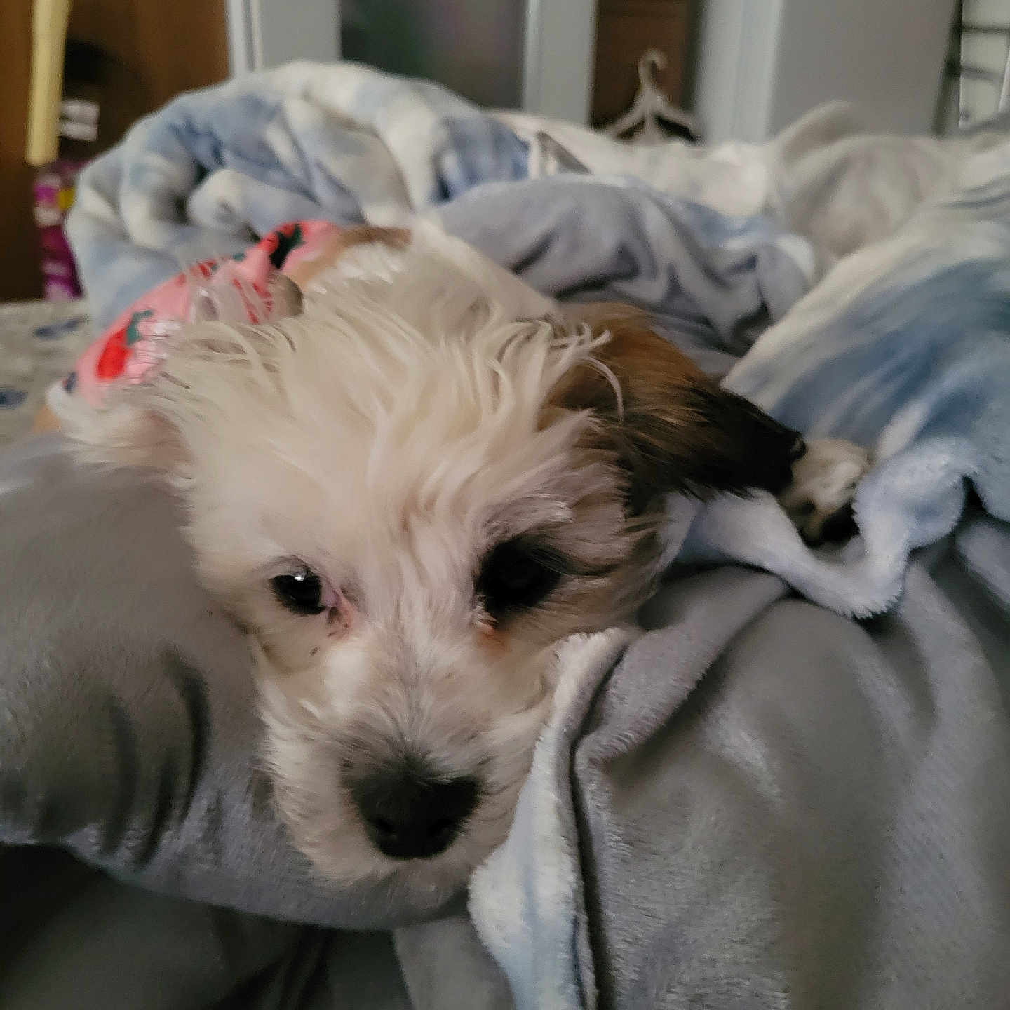 Molly Two