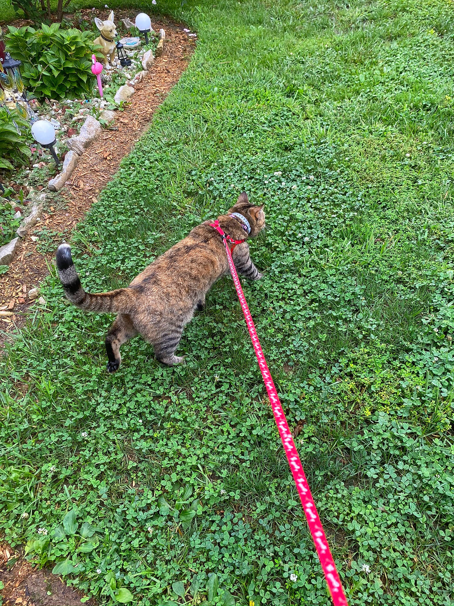 Jinxy joined the competition — help win amazing prizes! canidae, carnivore, cat, felidae, garden, grass, grass_family, groundcover, lawn, leash, plant, shrub, small_to_medium_sized_cats, sporting_group, tail