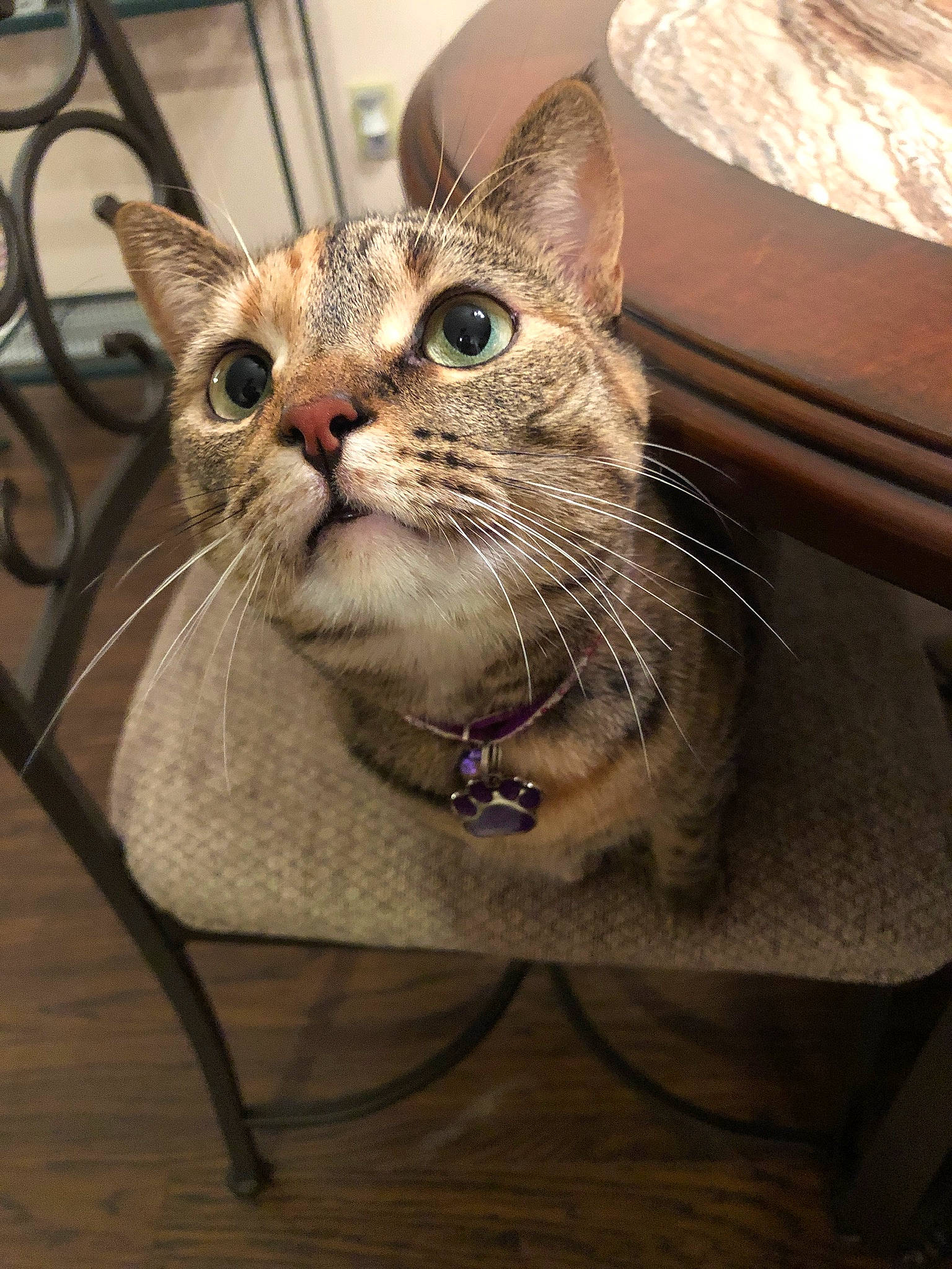 Jinxy joined the competition — help win amazing prizes! aegean_cat, american_shorthair, asian, australian_mist, carnivore, cat, chausie, domestic_short_haired_cat, european_shorthair, fawn, felidae, kitten, mammal, ocicat, ojos_azules, singapura, small_to_medium_sized_cats, snout, tabby_cat, whiskers