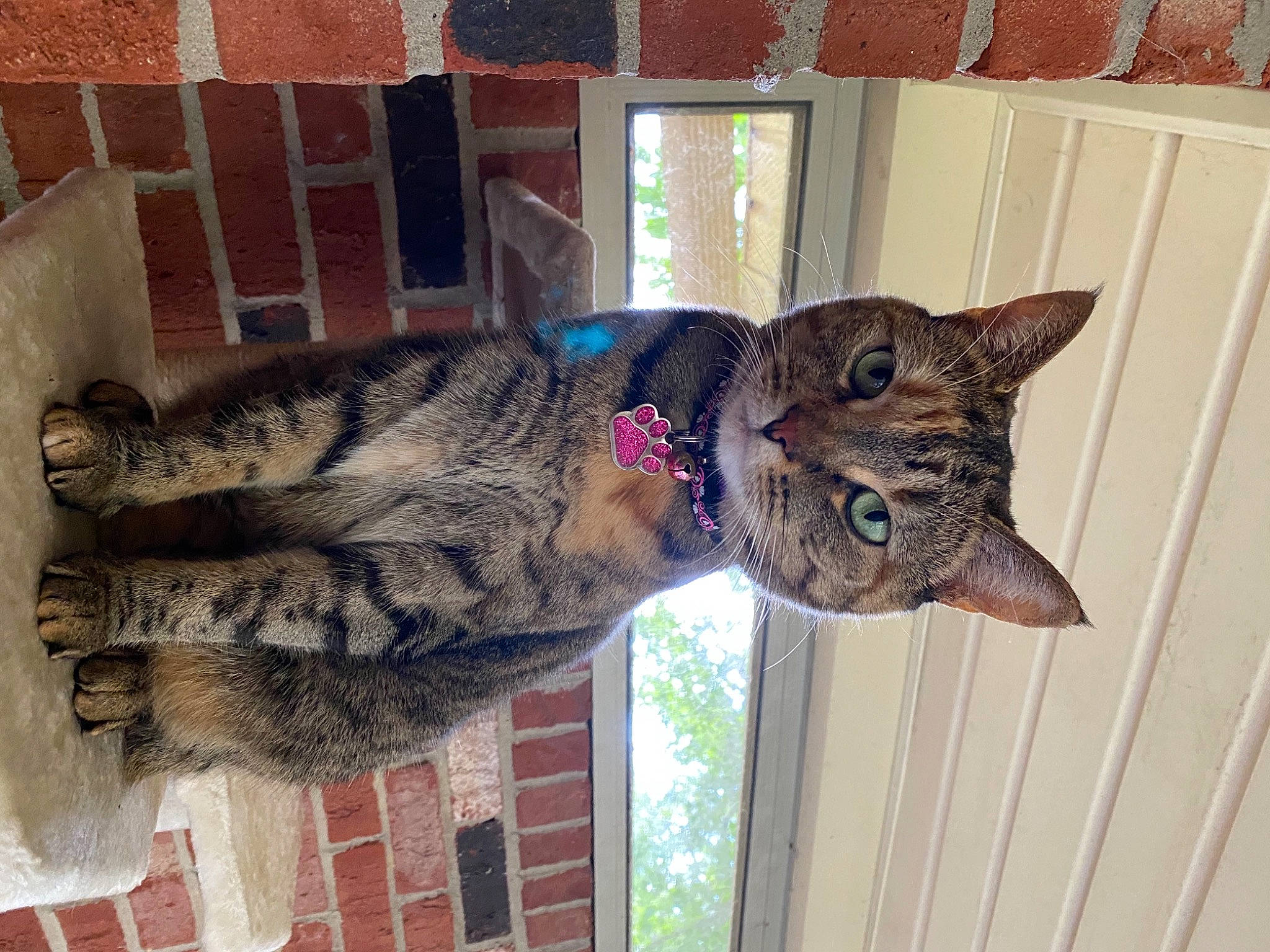 Jinxy is registered to the contest to win money with this photo: aegean_cat, asian, california_spangled, carnivore, cat, chausie, domestic_short_haired_cat, dragon_li, egyptian_mau, european_shorthair, felidae, fur, ocicat, pixie_bob, polydactyl_cat, small_to_medium_sized_cats, tabby_cat, whiskers, wild_cat, window