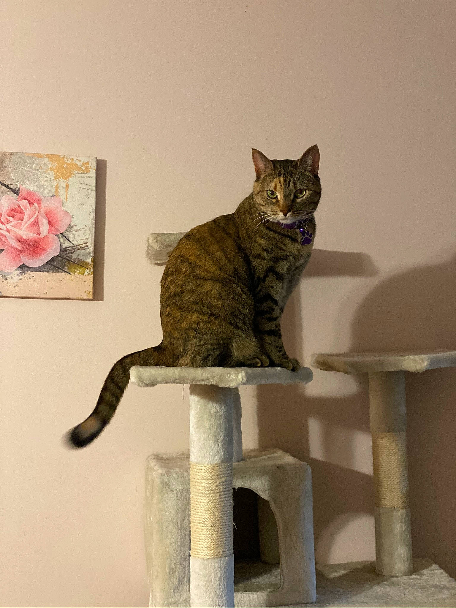 Jinxy is registered to the contest to win money with this photo: aegean_cat, asian, british_shorthair, carnivore, cat, cat_furniture, domestic_short_haired_cat, dragon_li, european_shorthair, felidae, polydactyl_cat, small_to_medium_sized_cats, tabby_cat, table, tail, whiskers