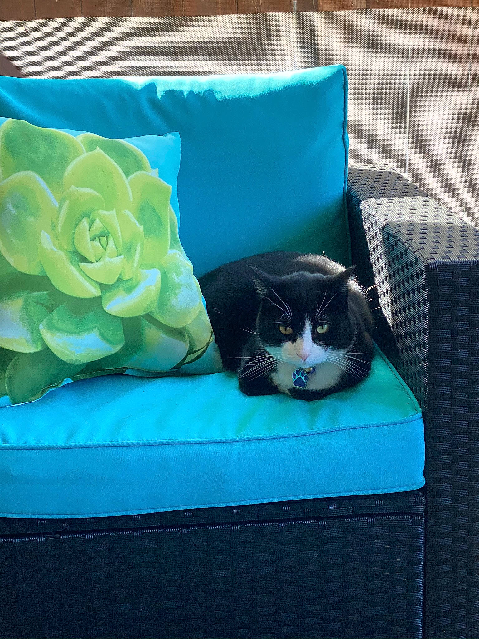 Jipsee joined the competition — help win amazing prizes! bed_sheet, black_cat, blue, carnivore, cat, couch, felidae, furniture, kitten, linens, small_to_medium_sized_cats, turquoise, whiskers