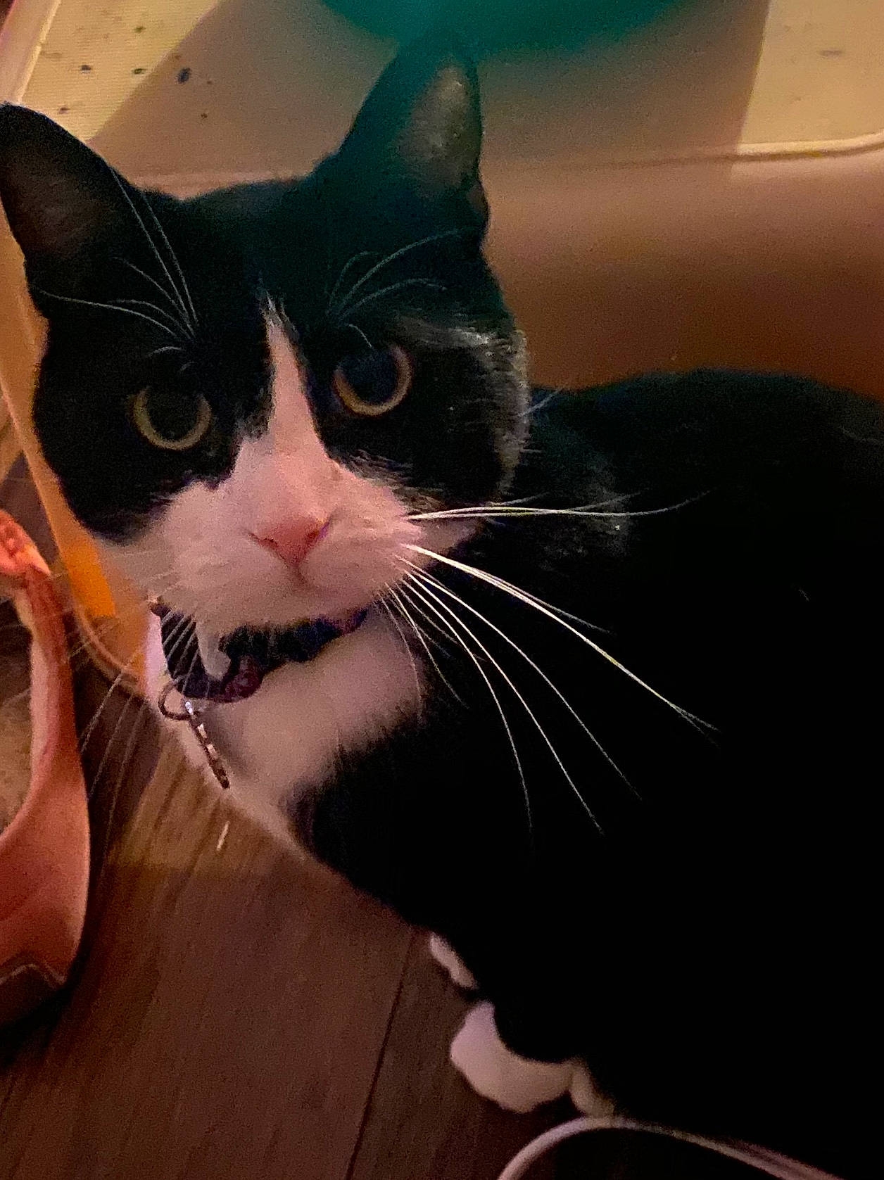 Jipsee joined the competition — help win amazing prizes! black_cat, carnivore, cat, domestic_short_haired_cat, ear, eye, felidae, kitten, nose, sky, small_to_medium_sized_cats, snout, whiskers