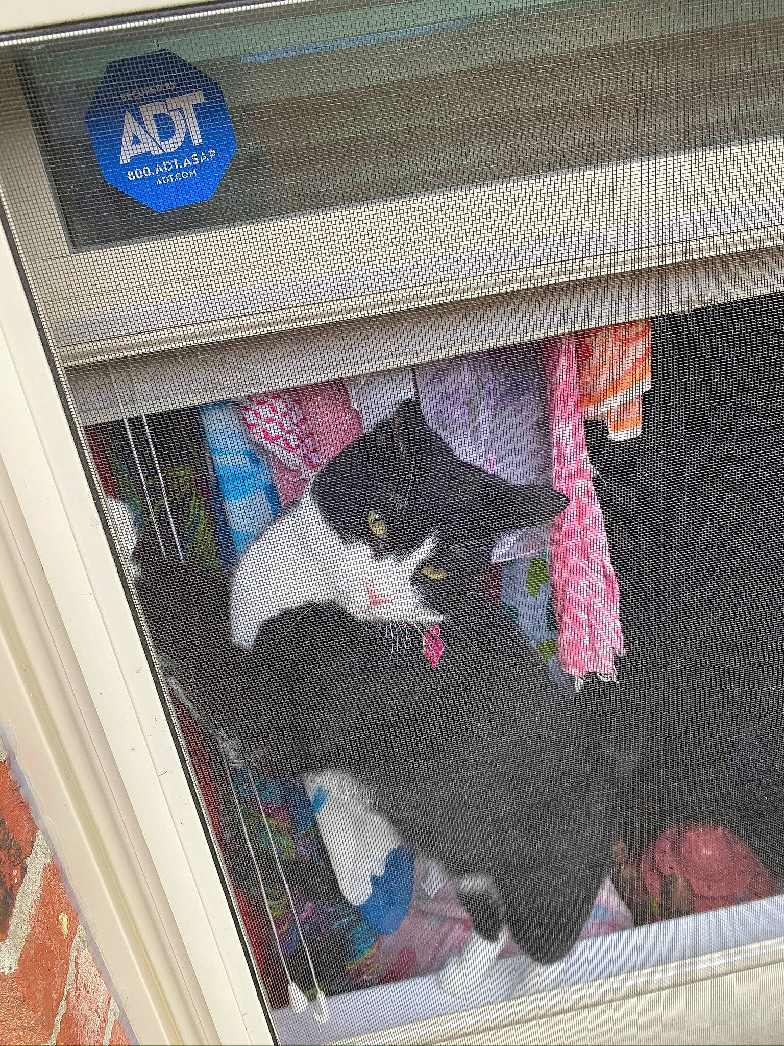 Jipsee is registered to the contest to win money with this photo: art, cat, interior_design, room, textile, thread, window