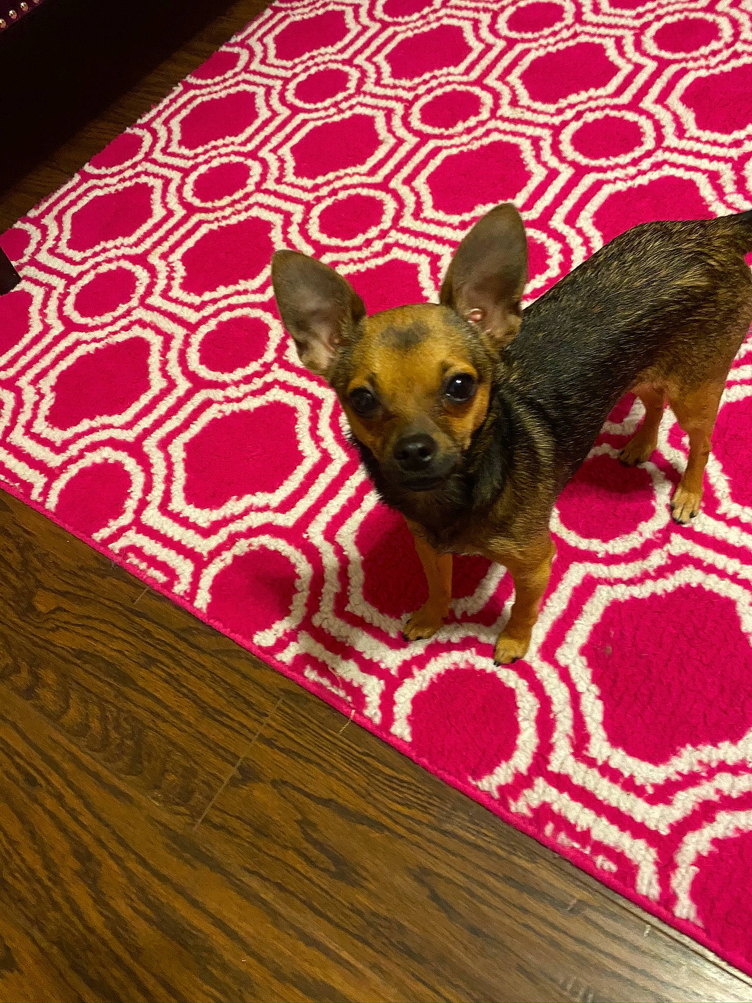 Lucy is registered to the contest to win money with this photo: canidae, carnivore, chihuahua, dog, dog_bed, dog_breed, fawn, floor, flooring, mammal, miniature_pinscher, pattern, pink, puppy, russkiy_toy, snout, toy_dog