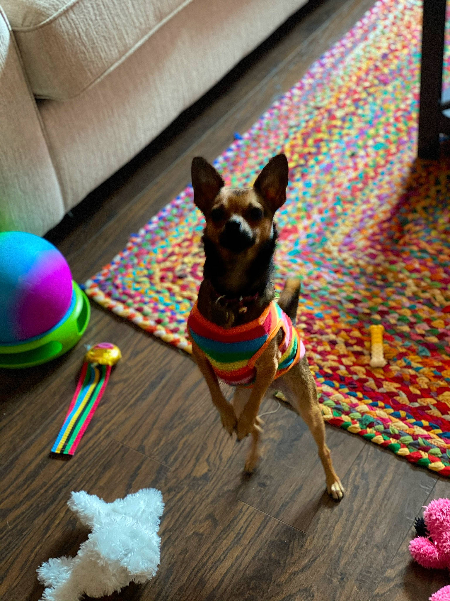 Lucy is registered to the contest to win money with this photo: canidae, carnivore, companion_dog, dog, dog_breed, dog_clothes, dog_toy, fawn, mammal, miniature_pinscher, russkiy_toy, toy_dog