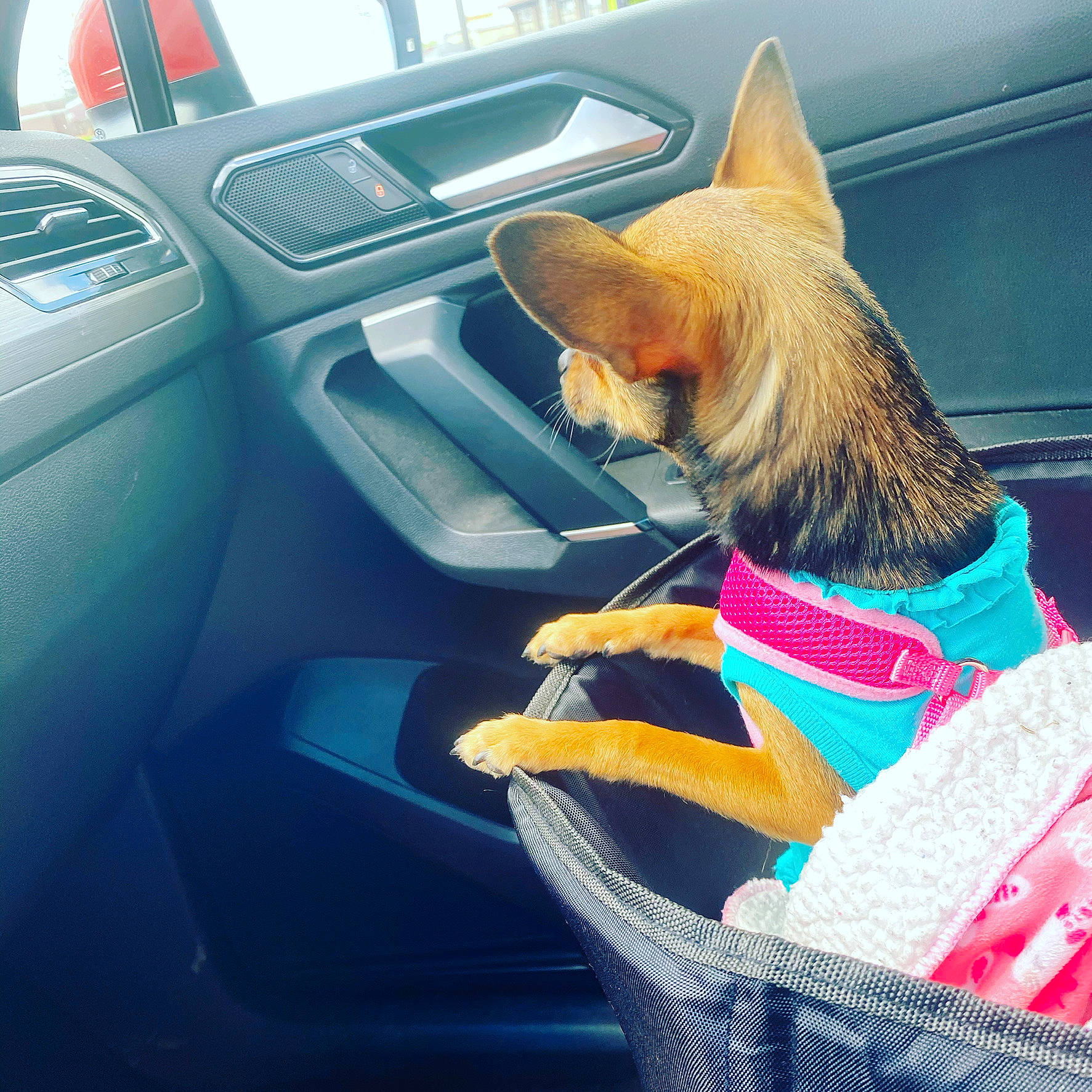 Lucy is registered to the contest to win money with this photo: canidae, car, car_seat, carnivore, chihuahua, companion_dog, dog, dog_breed, family_car, fawn, passenger, toy_dog, vehicle, vehicle_door