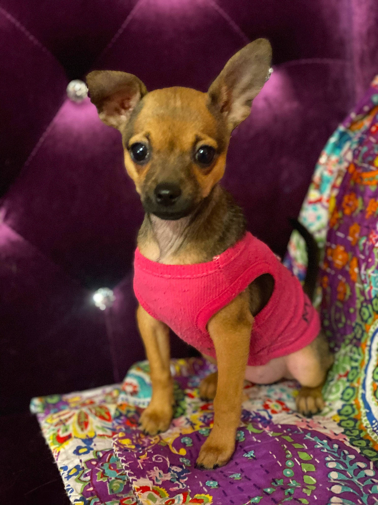 Lucy joined the competition — help win amazing prizes! canidae, carnivore, chihuahua, dog, dog_breed, dog_clothes, english_toy_terrier, fawn, german_pinscher, mammal, miniature_pinscher, pink, pinscher, prazsky_krysarik, puppy, purple, russkiy_toy, snout, toy_dog, vertebrate