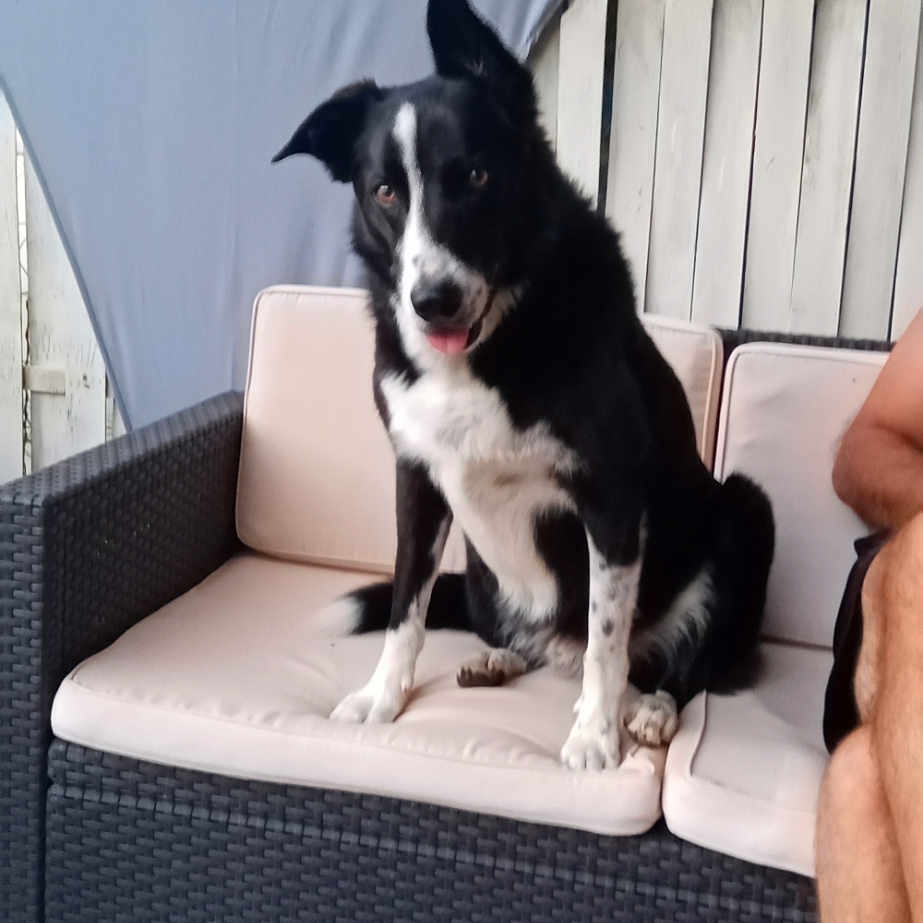 Myllo a rejoint le concours — aidez-le/la à gagner de superbes lots ! adult, animal, architecture, armchair, building, canine, chair, couch, dog, furniture, husky, indoors, interiordesign, livingroom, male, man, person, pet, puppy, room