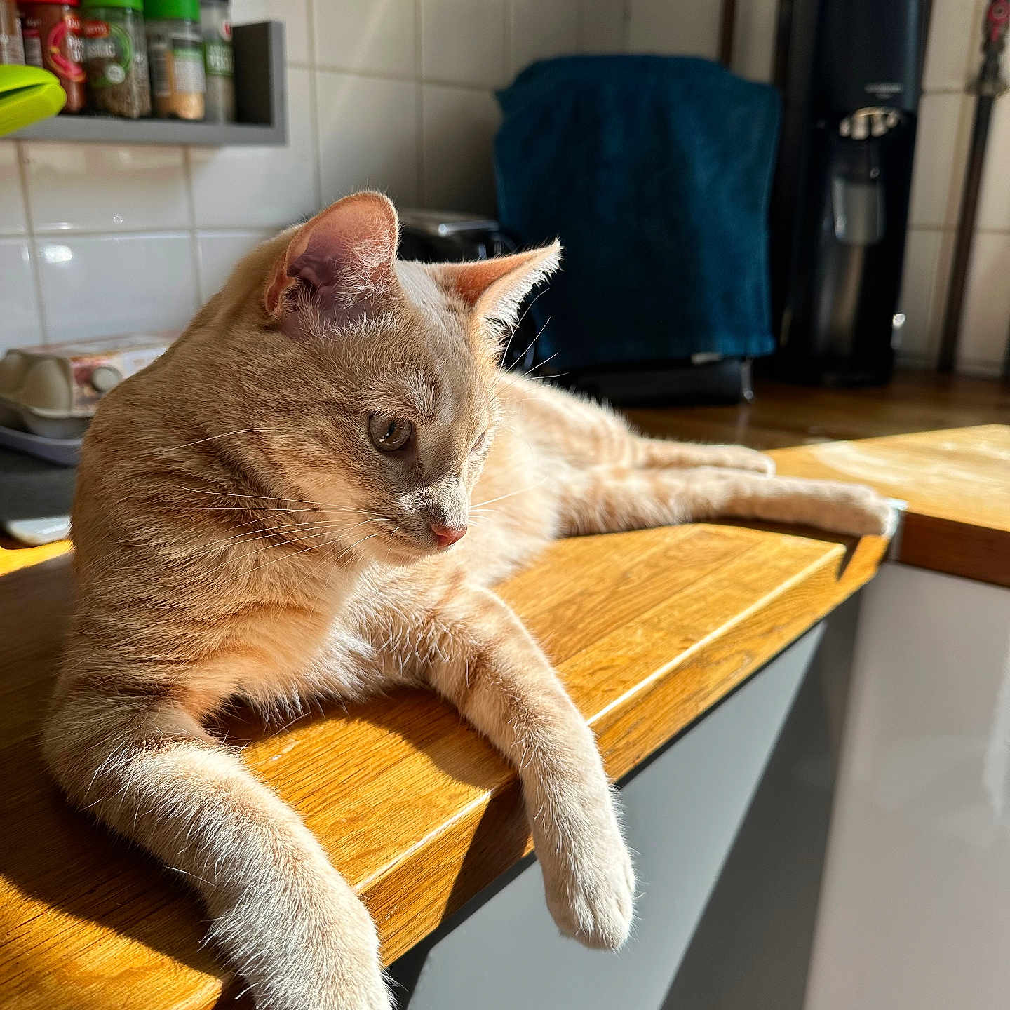 Haka a rejoint le concours — aidez-le/la à gagner de superbes lots ! abyssinian, animal, cat, food, furniture, hardwood, indoors, interiordesign, kitten, manx, pet, plywood, shelf, stainedwood, table, tabletop, tin, window, windowsill, wood