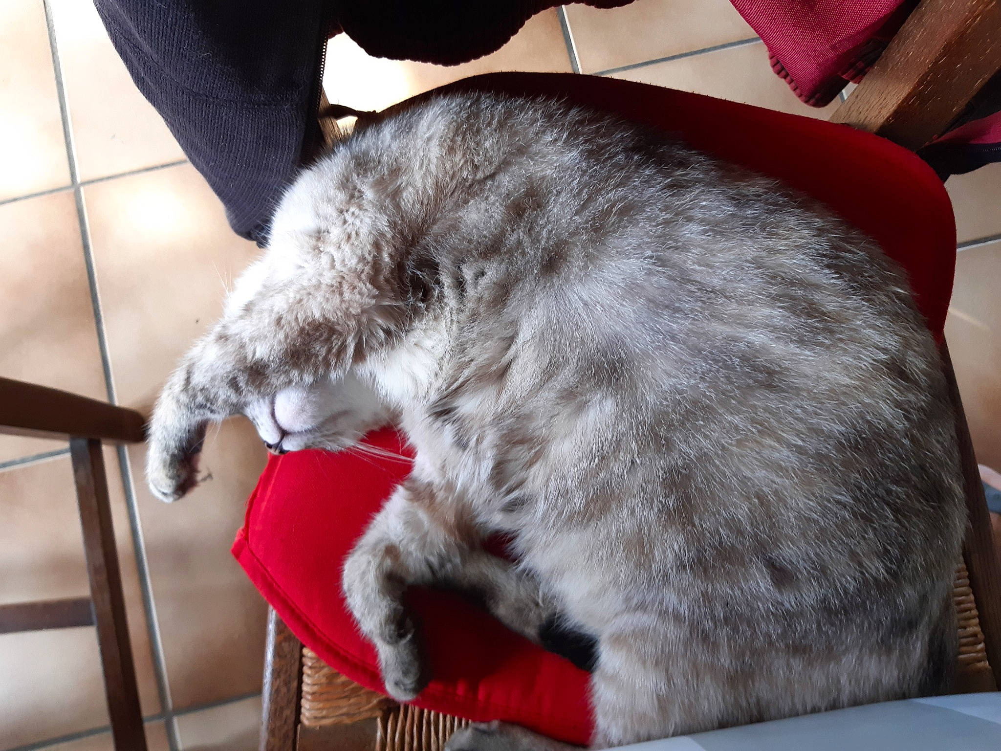 Octavia participe au concours pour gagner de l'argent avec cette photo : carnivore, cat, domestic_short_haired_cat, felidae, small_to_medium_sized_cats, whiskers