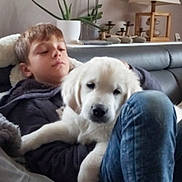 Nala a rejoint le concours — aidez-le/la à gagner de superbes lots ! akbash_dog, canidae, carnivore, companion_dog, dog, dog_breed, golden_retriever, great_pyrenees, labrador_retriever, livestock_guardian_dog, mammal, maremma_sheepdog, mucuchies, polish_tatra_sheepdog, puppy, puppy_love, retriever, slovak_cuvac, sporting_group, vertebrate