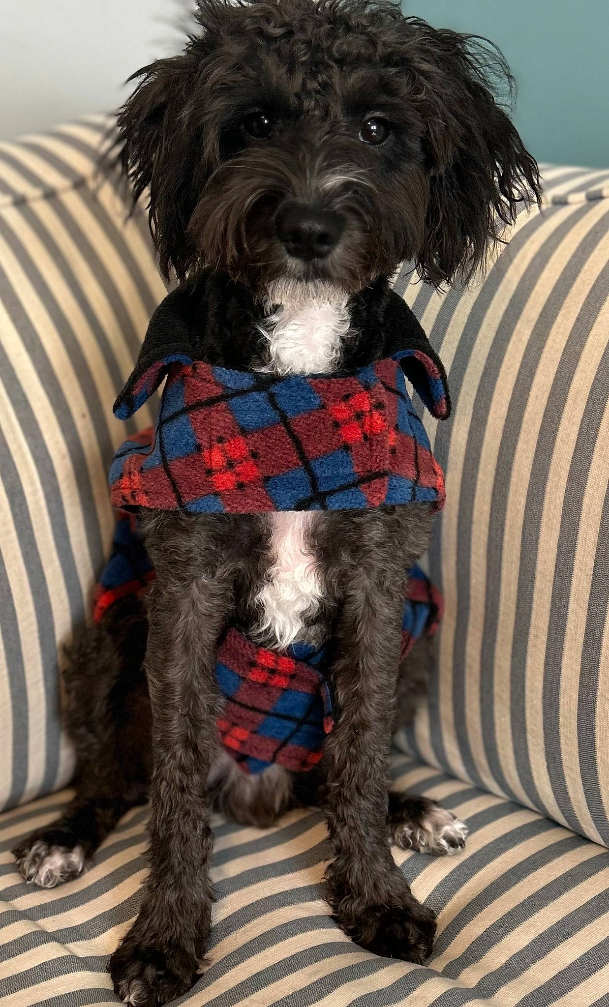 Oscar joined the competition — help win amazing prizes! canidae, carnivore, collar, comfort, companion_dog, couch, dog, dog_breed, dog_clothes, dog_collar, dog_supply, fur, liver, pattern, pet_supply, small_terrier, snout, sporting_group, terrier, toy_dog
