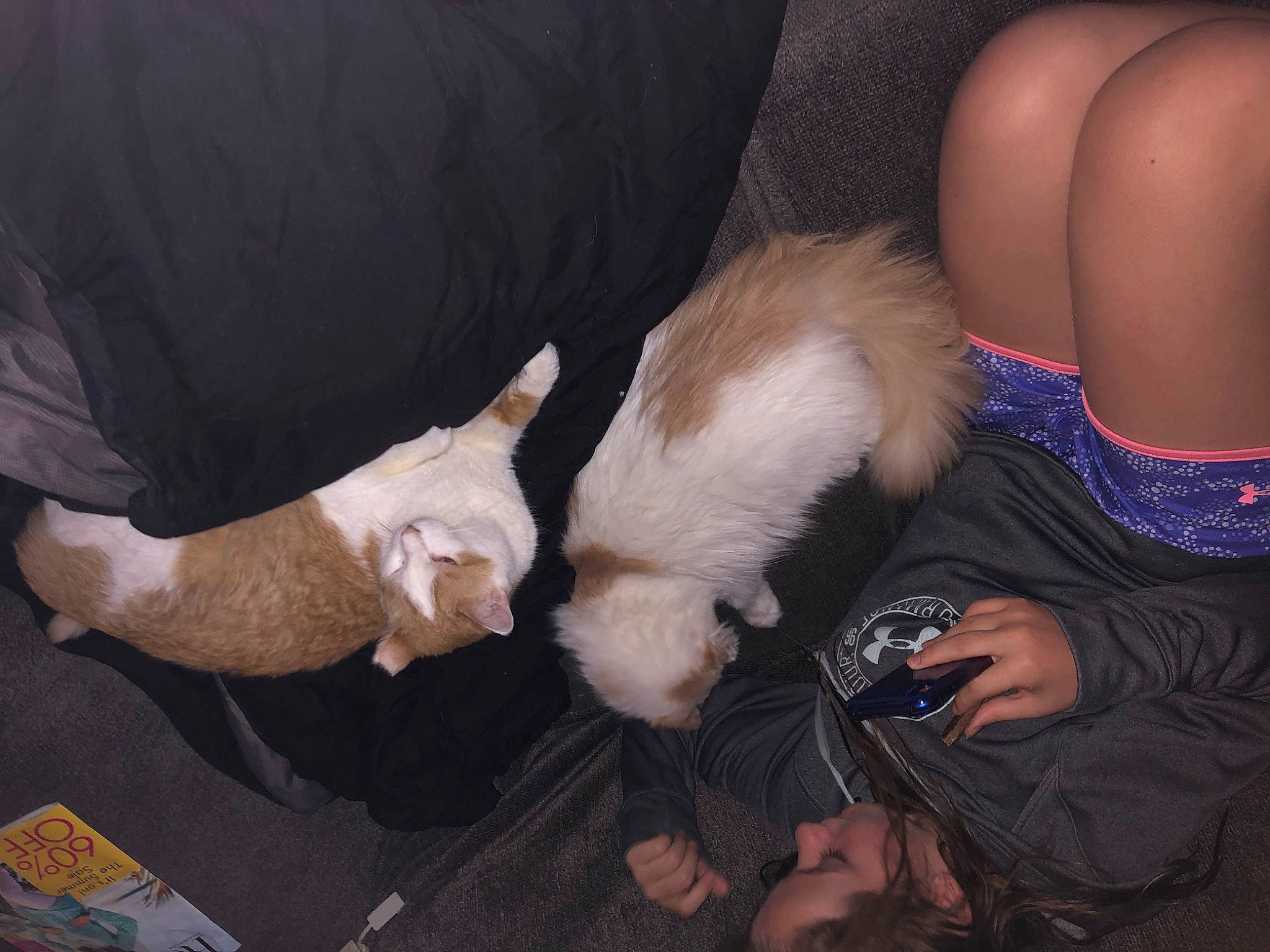 Ripley joined the competition — help win amazing prizes! carnivore, comfort, companion_dog, dog_breed, ear, elbow, fawn, felidae, finger, gesture, hand, human_leg, lap, leg, nail, small_to_medium_sized_cats, snout, thigh, whiskers, wrist