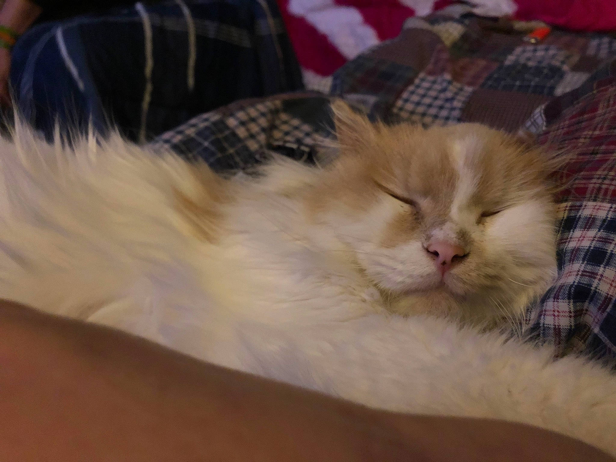 Ripley is registered to the contest to win money with this photo: carnivore, cat, cat_bed, claw, comfort, fawn, felidae, fur, linens, nap, pattern, paw, plaid, sleep, small_to_medium_sized_cats, tartan, whiskers