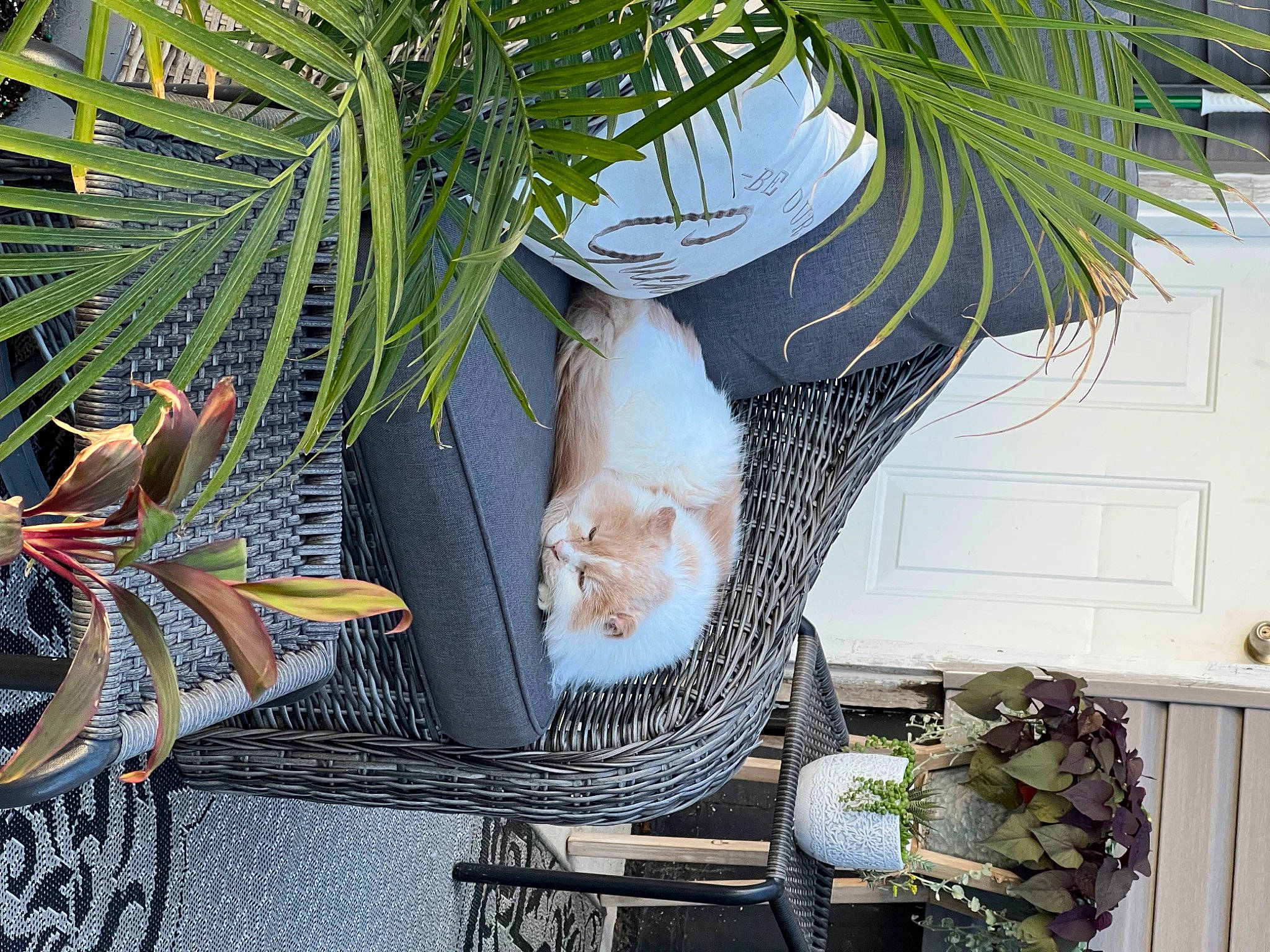 Ripley is registered to the contest to win money with this photo: arecales, botany, carnivore, cat, event, evergreen, fawn, felidae, flower, flowerpot, grass, green, houseplant, outdoor_furniture, plant, small_to_medium_sized_cats, terrestrial_plant, tree, twig, wood