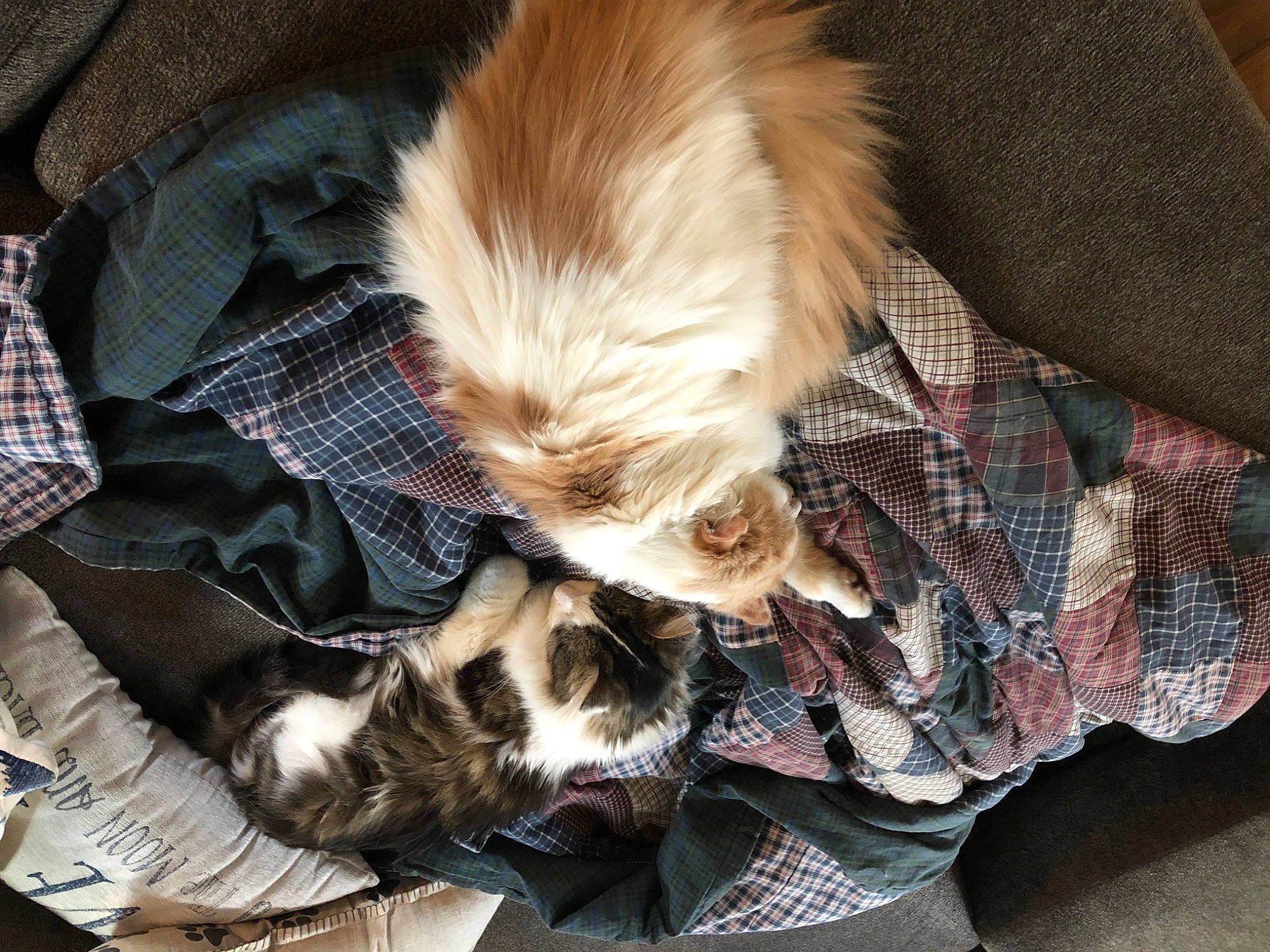 Ripley joined the competition — help win amazing prizes! brown, carnivore, comfort, companion_dog, dog, dog_breed, fawn, felidae, fur, liver, pattern, paw, plaid, small_to_medium_sized_cats, snout, tail, tartan, textile, toy_dog, whiskers