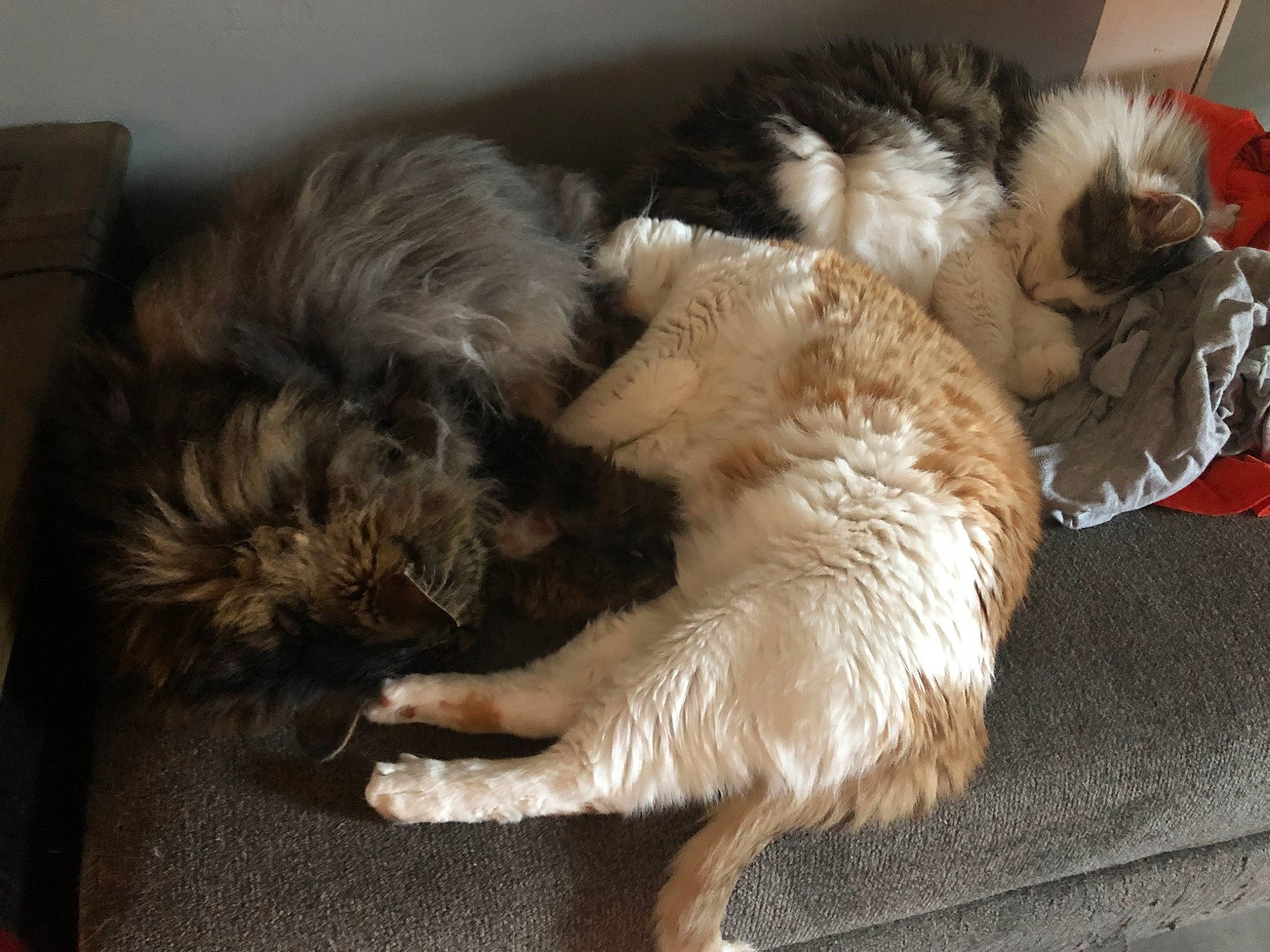 Hester joined the competition — help win amazing prizes! carnivore, claw, comfort, companion_dog, dog, dog_breed, fawn, felidae, fur, liver, nap, paw, puppy, puppy_love, small_to_medium_sized_cats, sporting_group, tail, terrier, toy_dog, whiskers