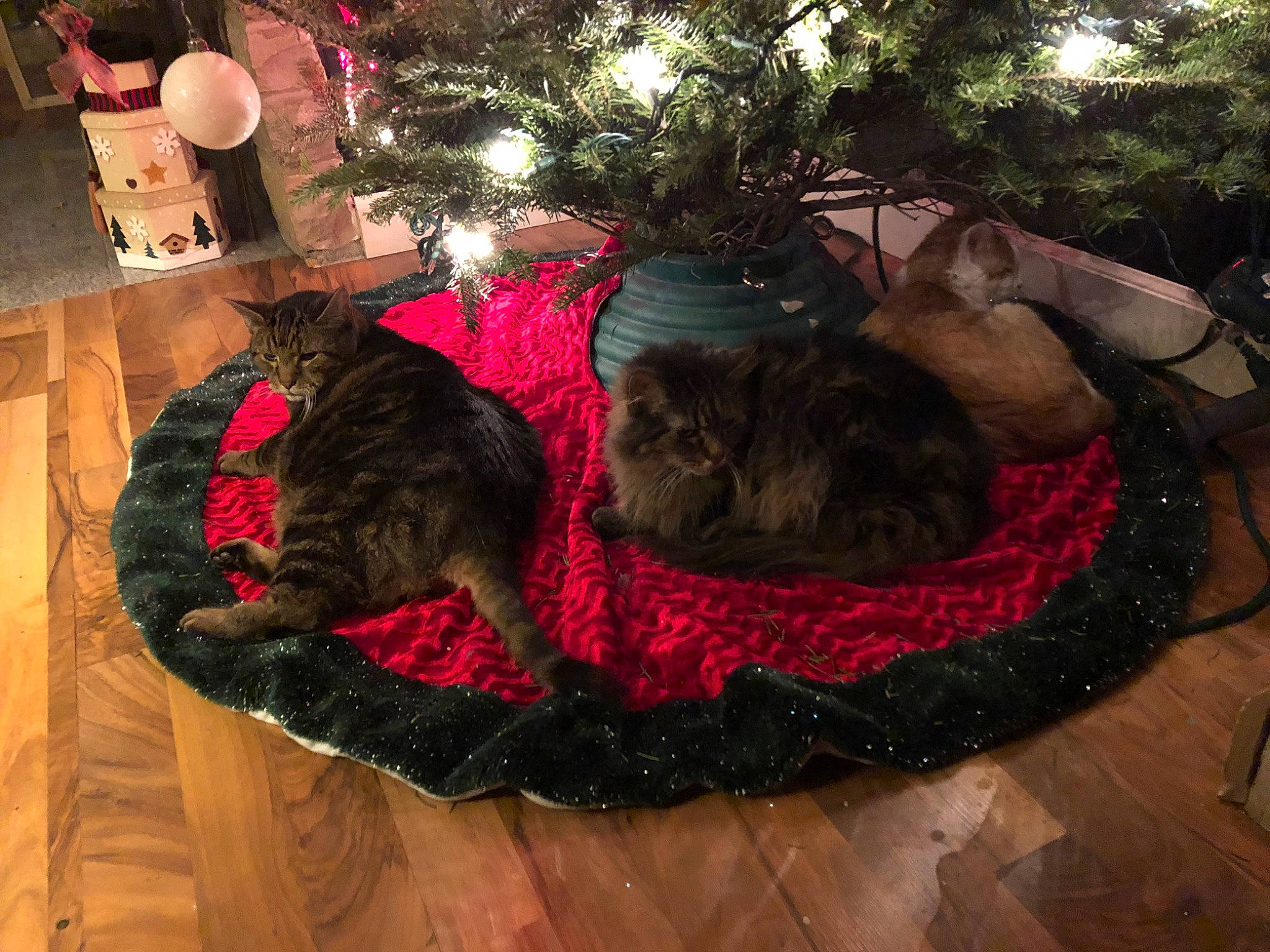 Hester is registered to the contest to win money with this photo: carnivore, cat, christmas, christmas_decoration, christmas_tree, comfort, event, fawn, felidae, flooring, fur, holiday, magenta, ornament, small_to_medium_sized_cats, tail, tradition, tree, whiskers, wood
