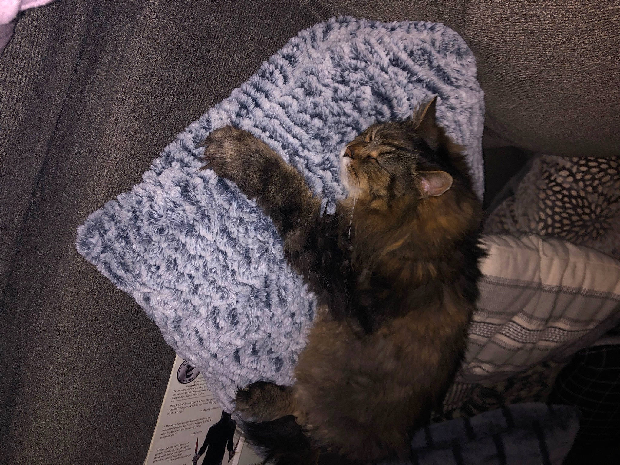 Hester joined the competition — help win amazing prizes! art, big_cats, black_cat, carnivore, cat, comfort, doily, domestic_short_haired_cat, felidae, fur, grey, linens, pattern, small_to_medium_sized_cats, snout, tail, terrestrial_animal, textile, whiskers, wood