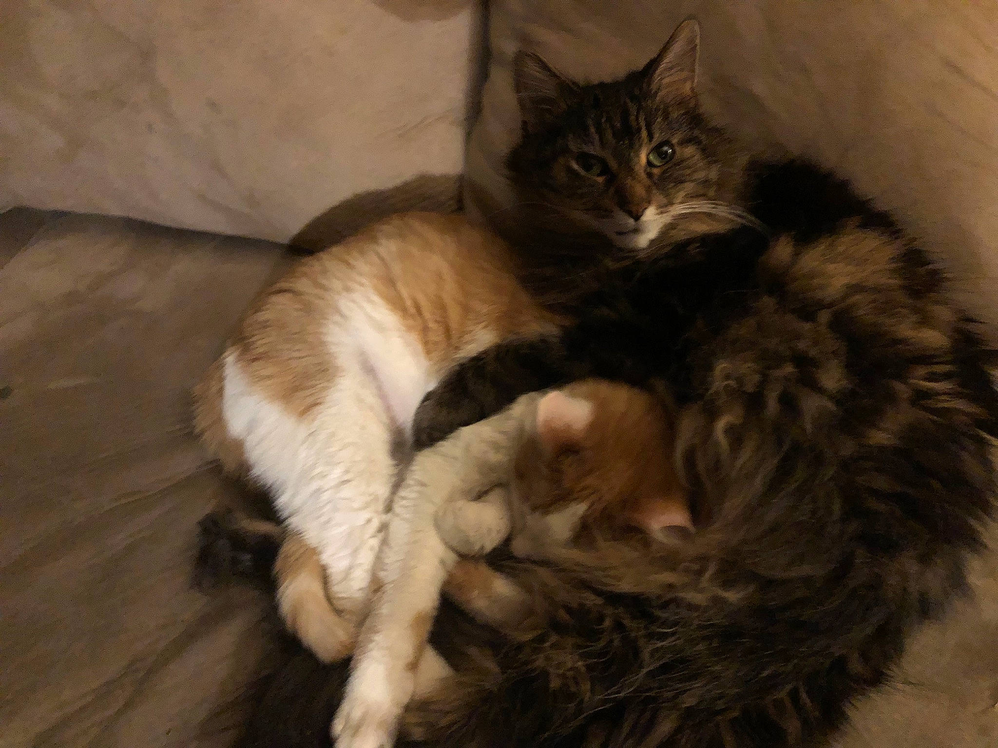 Hester is registered to the contest to win money with this photo: carnivore, cat, claw, comfort, domestic_short_haired_cat, fawn, felidae, flooring, fur, hardwood, nap, paw, sleep, small_to_medium_sized_cats, snout, tail, terrestrial_animal, whiskers, wood