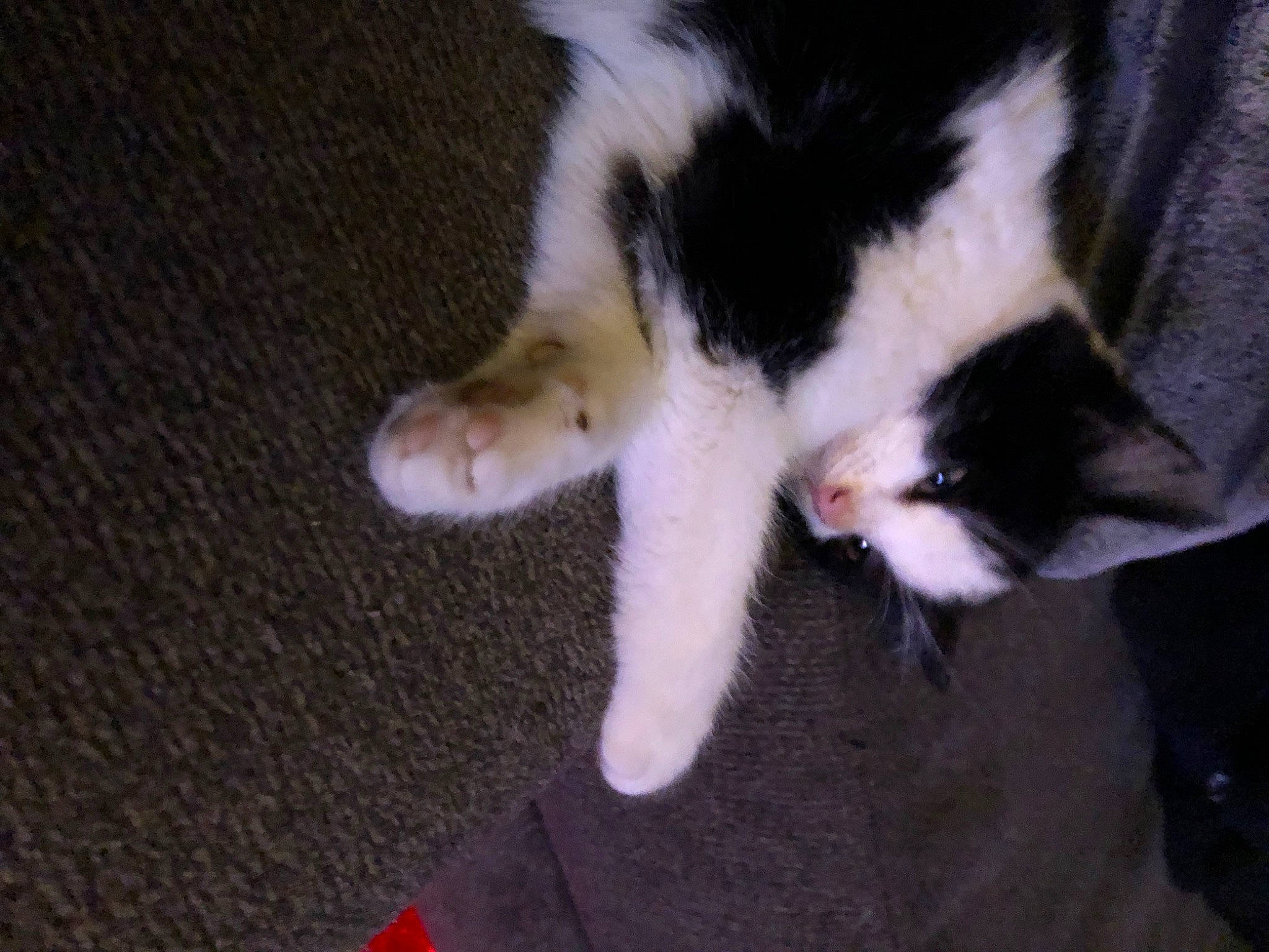 Samara joined the competition — help win amazing prizes! canidae, carnivore, cat, claw, comfort, dog_breed, domestic_short_haired_cat, felidae, flooring, foot, fur, gesture, human_leg, paw, small_to_medium_sized_cats, snout, sporting_group, tail, whiskers, wood