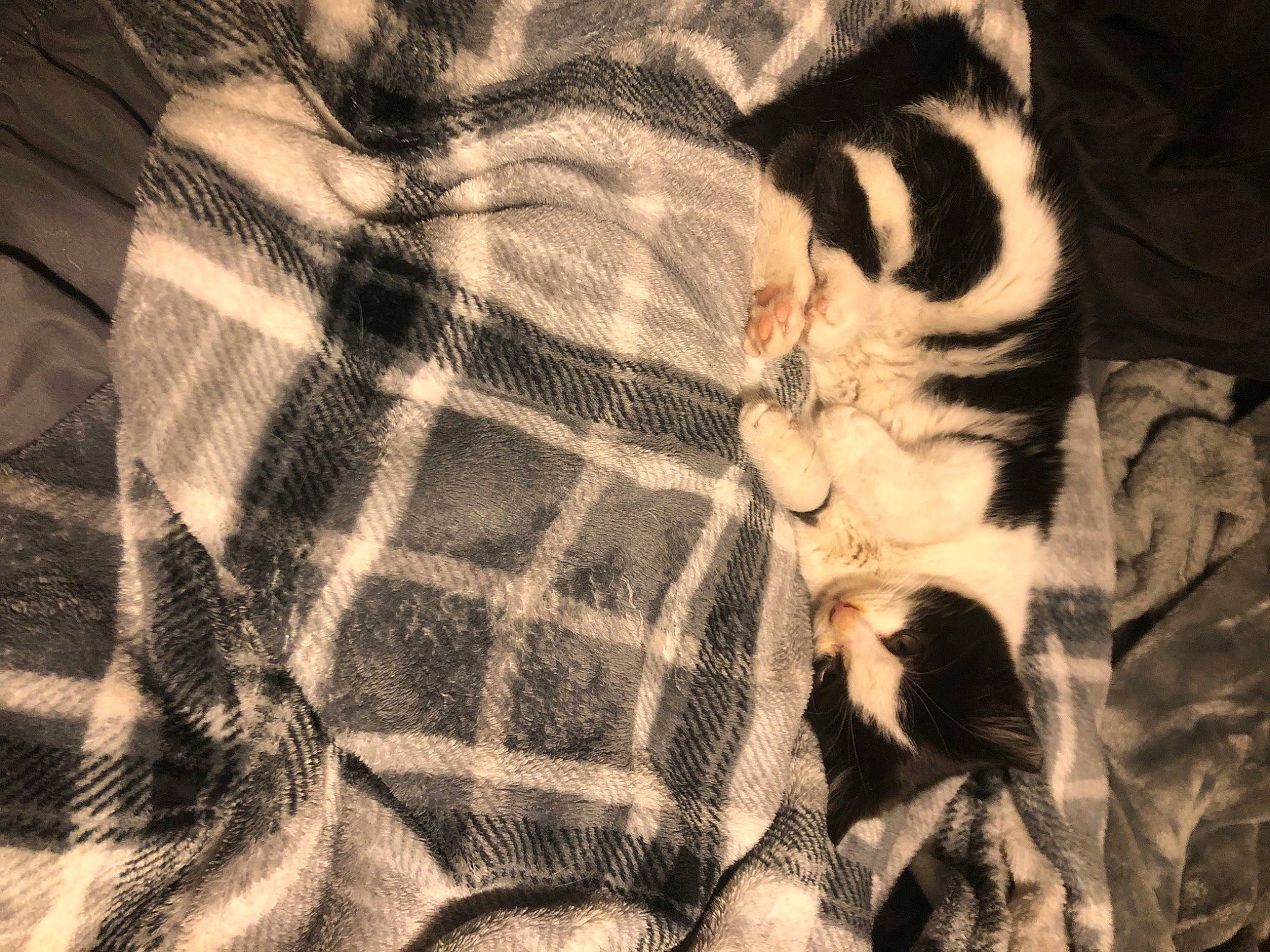 Samara joined the competition — help win amazing prizes! art, brown, carnivore, cat, comfort, darkness, felidae, fur, mammal, monochrome, monochrome_photography, pattern, plaid, small_to_medium_sized_cats, tartan, textile, tints_and_shades, vertebrate, whiskers, wood