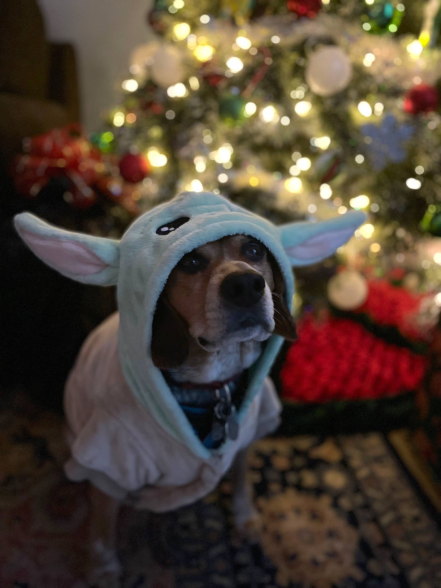 Frodo joined the competition — help win amazing prizes! carnivore, christmas, christmas_decoration, christmas_ornament, christmas_tree, companion_dog, dog, dog_breed, dog_clothes, dog_supply, event, evergreen, fawn, fun, holiday, holiday_ornament, ornament, snout, wood, working_animal