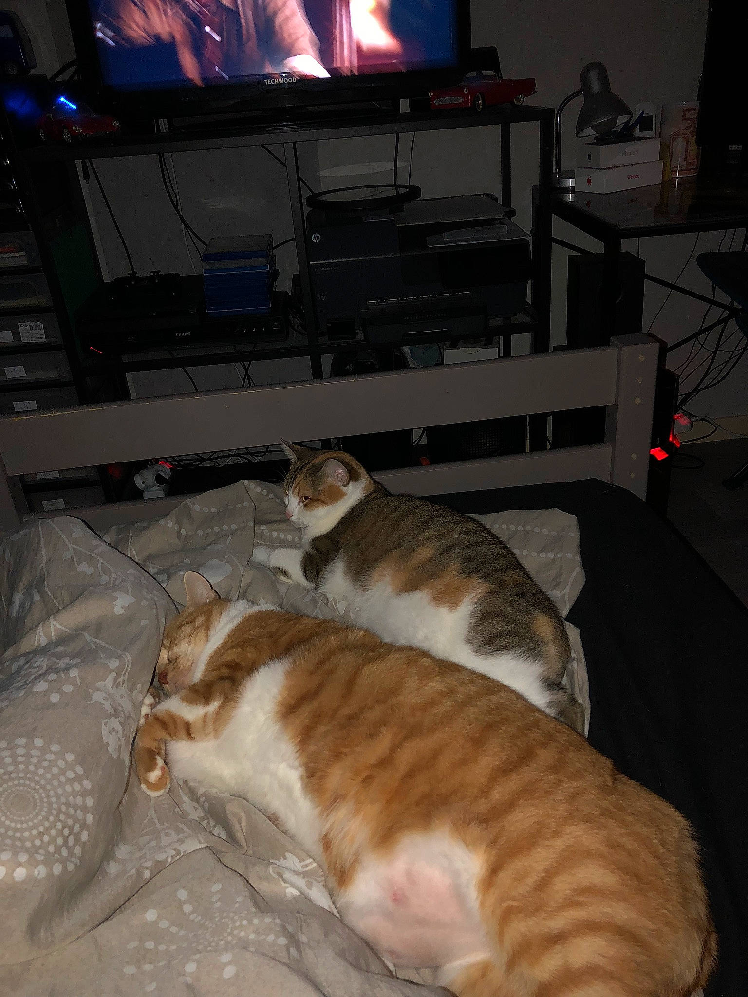 Lardon a rejoint le concours — aidez-le/la à gagner de superbes lots ! canidae, carnivore, cat, european_shorthair, fawn, felidae, fur, small_to_medium_sized_cats, tail, whiskers