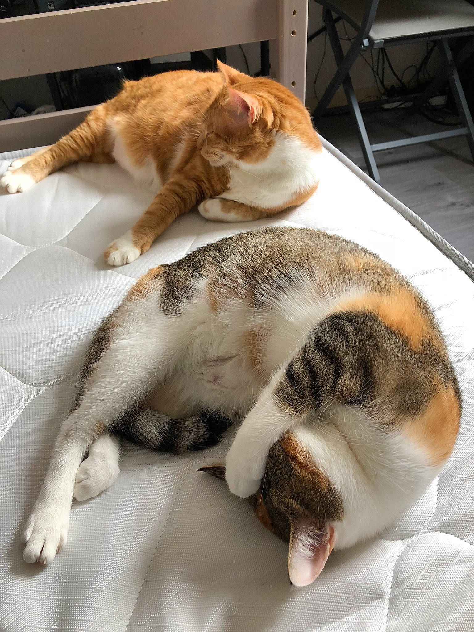 Lardon participe au concours pour gagner de l'argent avec cette photo : aegean_cat, carnivore, cat, domestic_short_haired_cat, ear, european_shorthair, fawn, felidae, fur, nap, paw, sleep, small_to_medium_sized_cats, tabby_cat, tail, whiskers