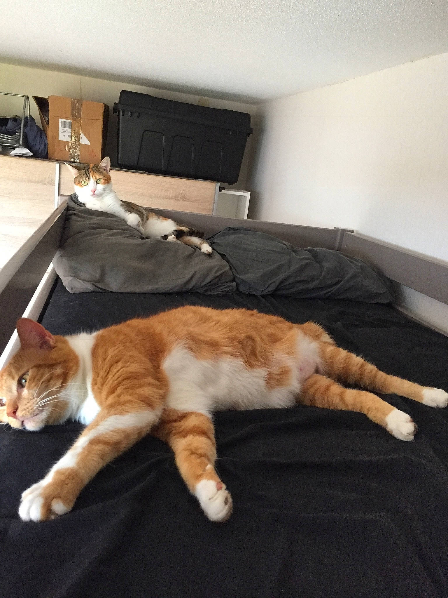 Lardon participe au concours pour gagner de l'argent avec cette photo : bed, carnivore, cat, comfort, european_shorthair, fawn, felidae, floor, flooring, fur, furniture, kitten, leg, paw, polydactyl_cat, room, small_to_medium_sized_cats, tail, whiskers