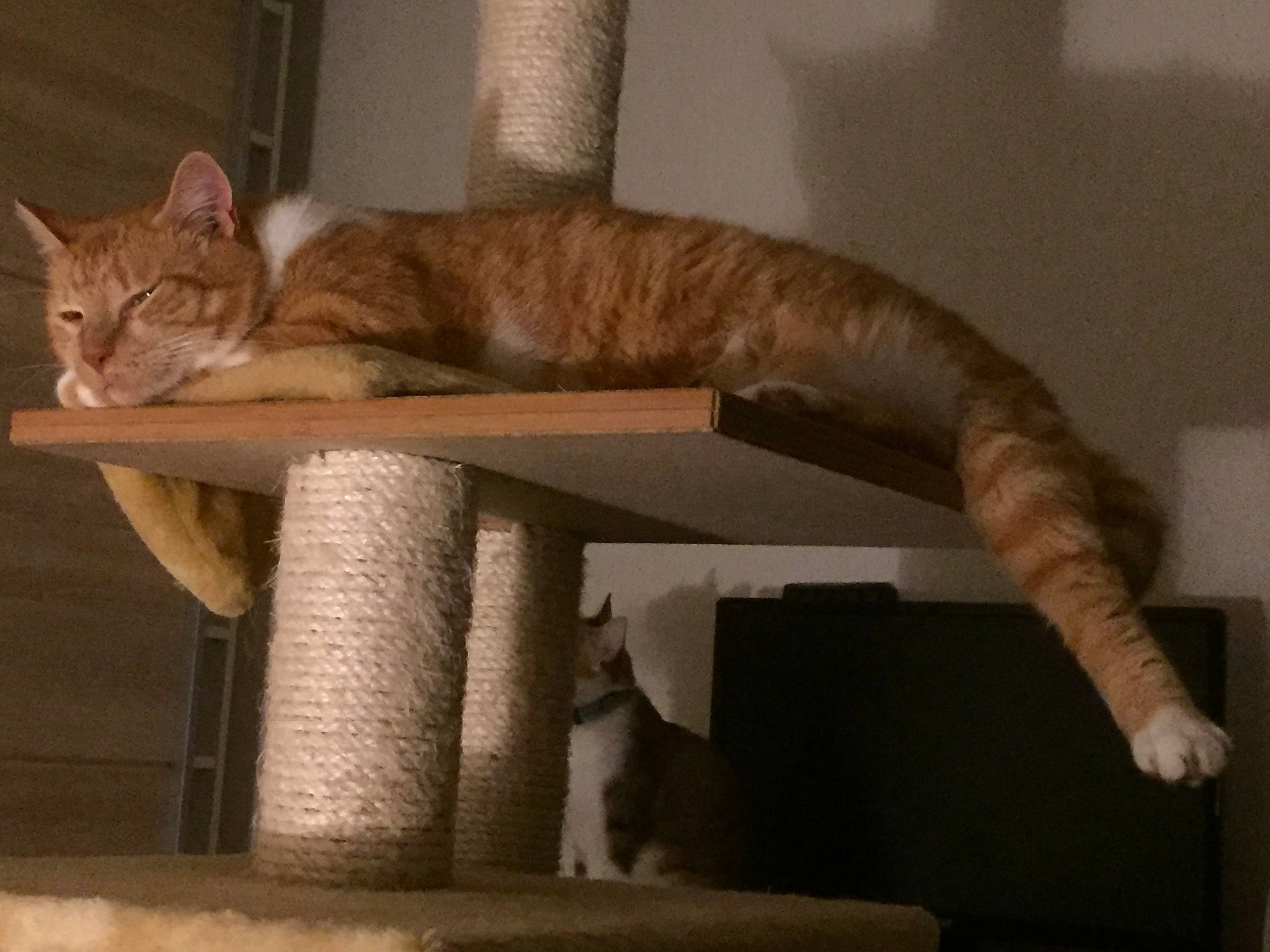 Lardon a rejoint le concours — aidez-le/la à gagner de superbes lots ! arabian_mau, asian, australian_mist, carnivore, cat, chausie, domestic_short_haired_cat, dragon_li, european_shorthair, fawn, felidae, fur, kitten, ocicat, small_to_medium_sized_cats, tabby_cat, tail, whiskers