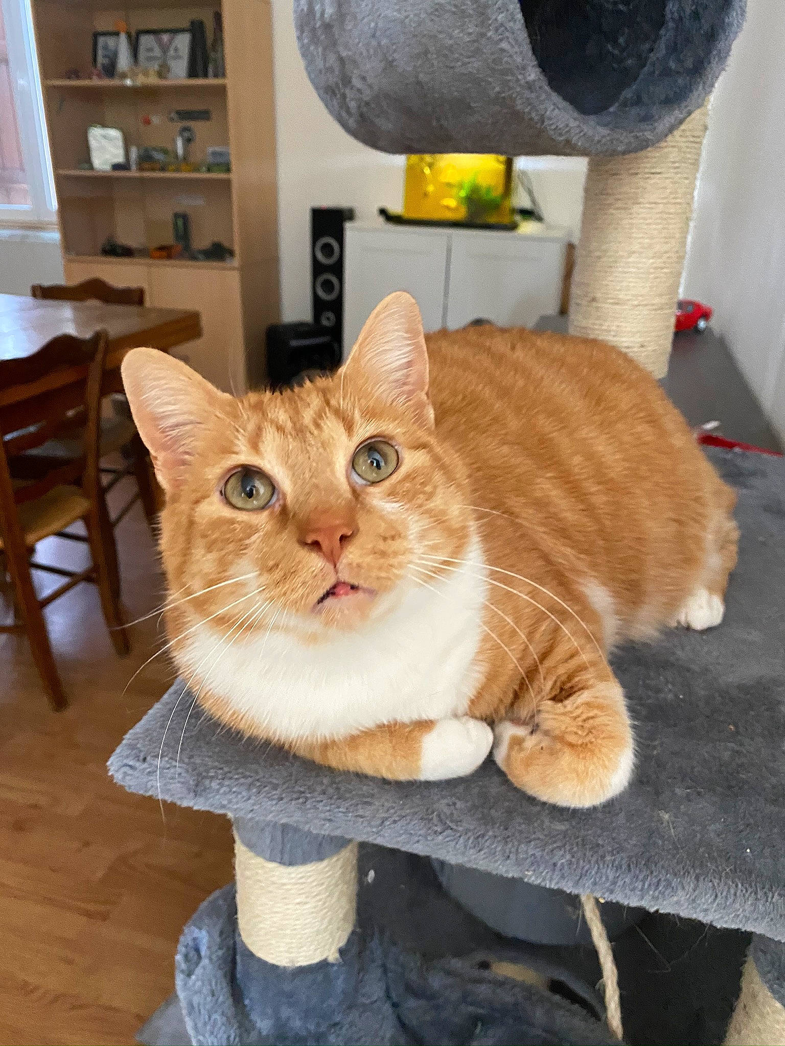 Lardon a rejoint le concours — aidez-le/la à gagner de superbes lots ! asian, carnivore, cat, domestic_short_haired_cat, european_shorthair, fawn, felidae, fur, german_rex, mammal, polydactyl_cat, small_to_medium_sized_cats, tabby_cat, whiskers