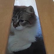 Taycane participe au concours pour gagner de l'argent avec cette photo : cat, fluffy, indoor, wooden_furniture, floor, pet, feline, resting, cozy, curious, hideout, animal, domestic, fur, cute, whiskers, relaxing, closeup, quiet, soft_light