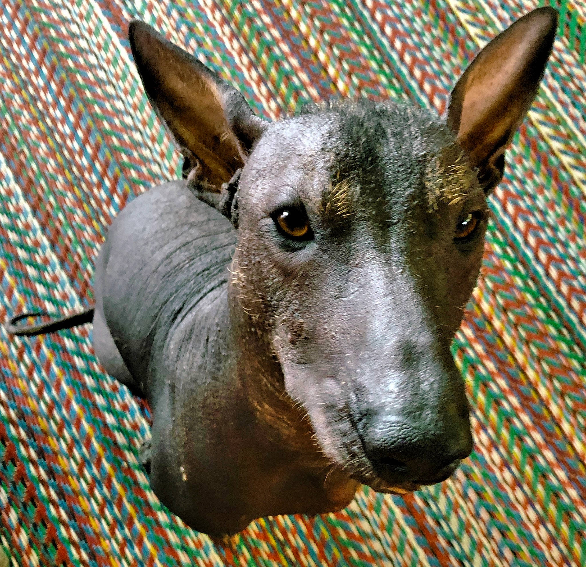 Oxo a rejoint le concours — aidez-le/la à gagner de superbes lots ! american_hairless_terrier, canidae, carnivore, dog, dog_breed, mammal, mexican_hairless_dog, non_sporting_group, peruvian_hairless_dog, snout, vertebrate, whiskers