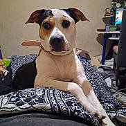Luna Star joined the competition — help win amazing prizes! dog, pet, portrait, indoor, bedroom, bed, blanket, patterned_fabric, brown_and_white, short_hair, floppy_ears, collar, sitting, lying_down, looking_at_camera, front_facing, animal, home, television, clutter