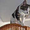 Néko participe au concours pour gagner de l'argent avec cette photo : abyssinian, animal, architecture, building, cat, crib, furniture, handrail, hardwood, house, housing, infantbed, kitten, manx, pet, plywood, railing, shelf, staircase, wood