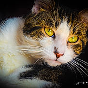 Néko participe au concours pour gagner de l'argent avec cette photo : animal, cat, close_up, dark_background, domestic_cat, ears, face, feline, fur, head, muzzle, pet, portrait, soft_light, striped_fur, tabby, whiskers, whiskers_visible, white_fur, yellow_eyes