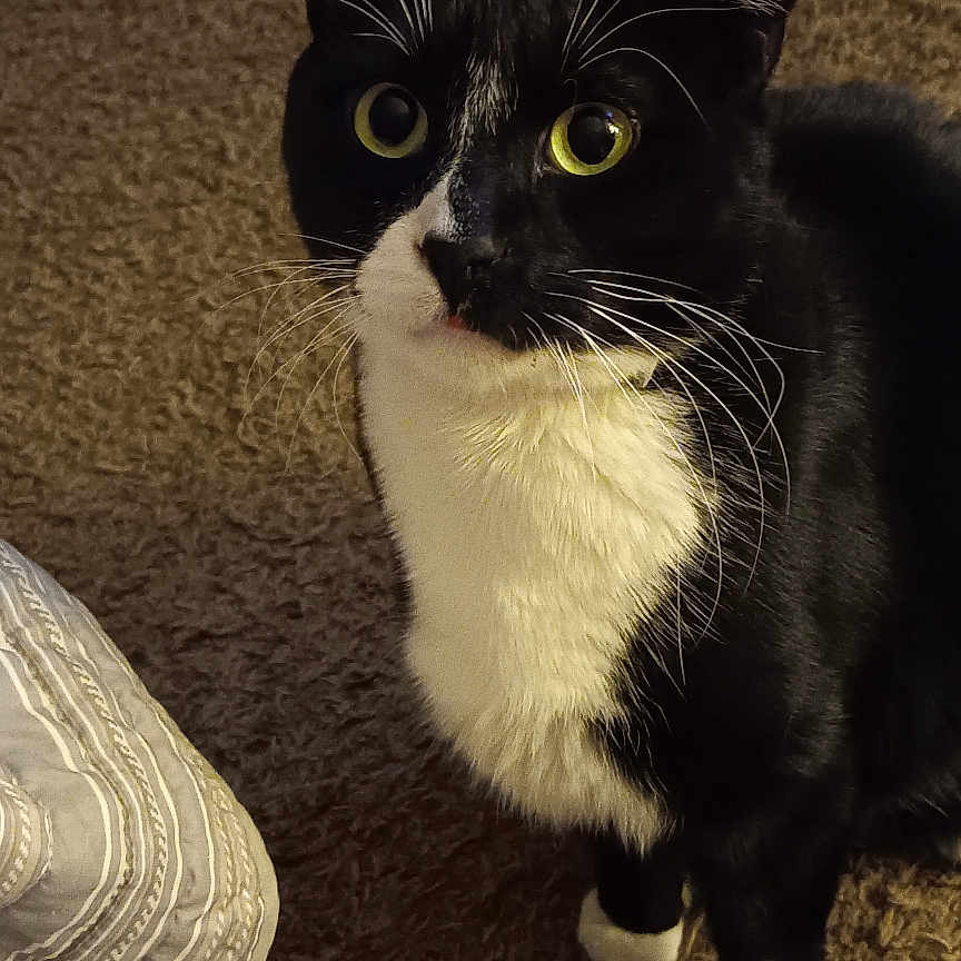 Jojo is registered to the contest to win money with this photo: abyssinian, animal, architecture, armchair, blackcat, building, cat, chair, couch, cushion, furniture, hardwood, homedecor, indoors, kitten, livingroom, manx, pet, room, wood